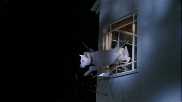 Beyaz Köpek Fotoğrafı