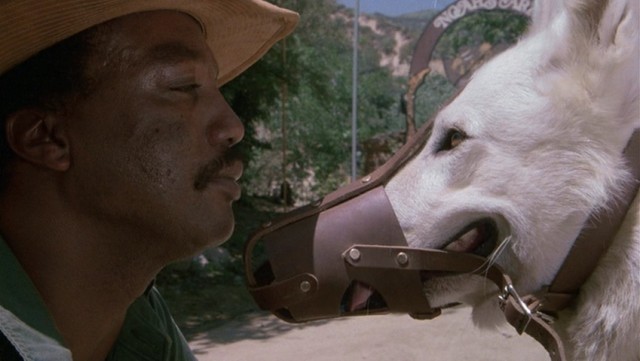 Beyaz Köpek Fotoğrafı