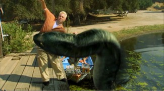 Razortooth Fotoğrafı