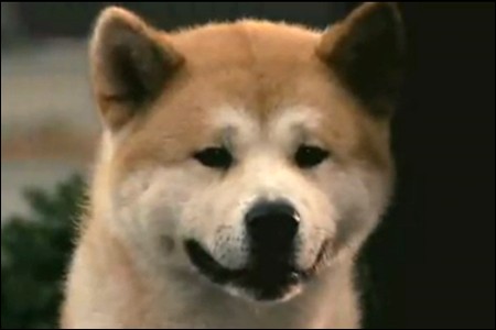 Hachi: Bir Köpeğin Hikayesi Fotoğrafı