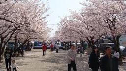 Yunagi City, Sakura Country Fotoğrafları 10