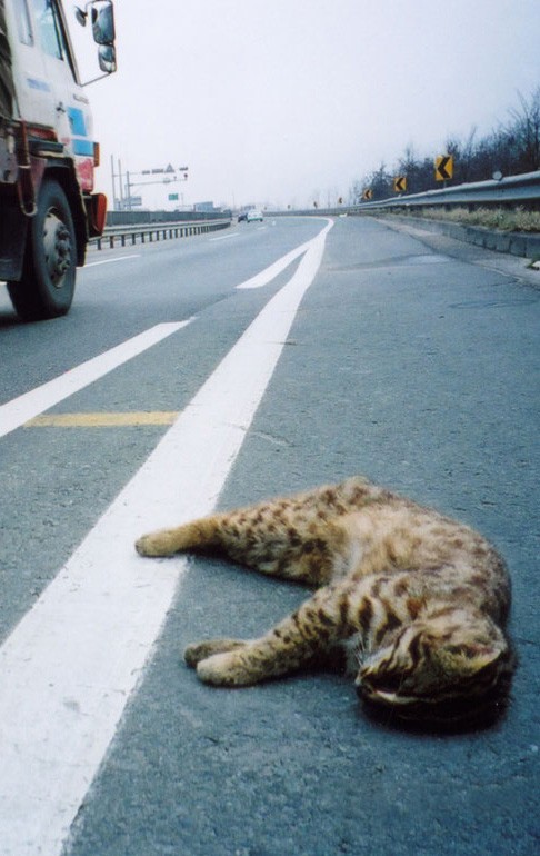 One Day On The Road Fotoğrafı