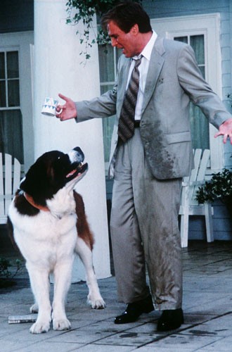 Afacan Köpek Beethoven Fotoğrafı