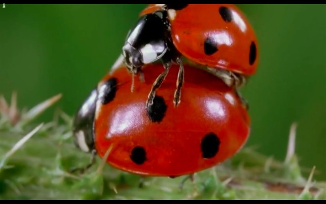 Çayırın Sakinleri Fotoğrafları 5