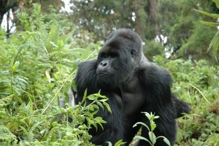 Sisteki Goriller Fotoğrafı