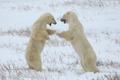 The Great Polar Bear Adventure Fotoğrafları 1