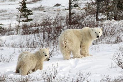 The Great Polar Bear Adventure fotoğrafı