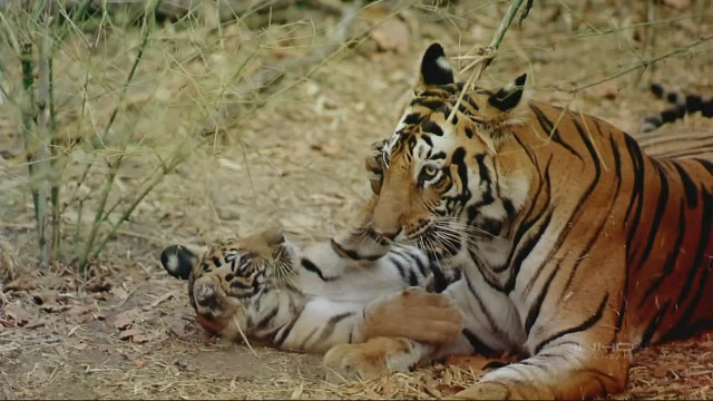 India: Kingdom Of The Tiger fotoğrafı