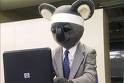 Executive Koala fotoğrafı