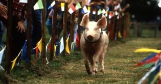 Rennschwein Rudi Rüssel Fotoğrafları 1