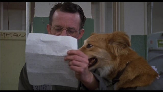 Kahraman Köpek Bingo Fotoğrafı