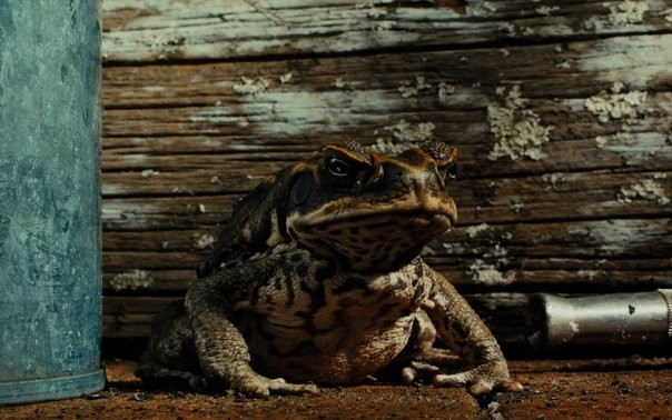 Cane Toads: The Conquest Fotoğrafları 1