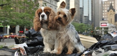 Sharpay'in Göz Alıcı Macerası Fotoğrafı