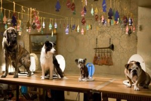 Köpek Oteli Fotoğrafı