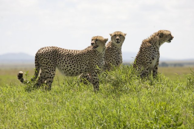 Afrika Kedileri Fotoğrafları 8