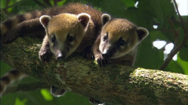 Bbc Hayat - Memeliler Fotoğrafı