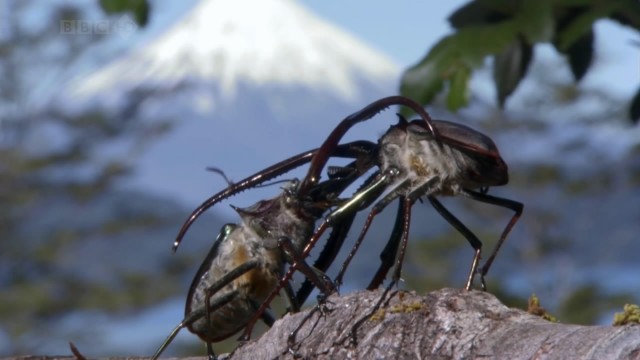 Bbc Hayat - Böcekler Fotoğrafları 4